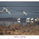 백조 이미지