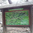 대관령 솔내음 오토 캠핑장 이미지