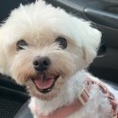 개미애견미용실 이미지