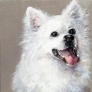 펫갤러리 이미지