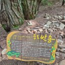 서산 웅도체험휴양마을 펜션 숙박 후기, 웅도반송 소원나무까지