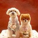 청량리 슬기 동물병원 이미지