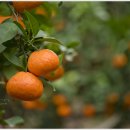 하늘빛농원 이미지