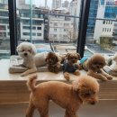 옐레드 송파헬리오시티점 이미지