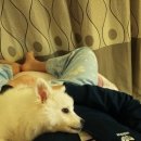 보들농장 이미지