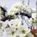 16km 펼쳐진 나주배 꽃길 '장관' - 함초롱 이미지