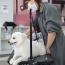 사람과 애견미용 이미지