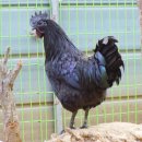 연산농장 이미지