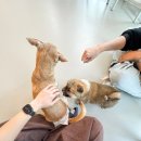 다시사랑받개 이미지