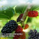 황토뽕 농장 이미지