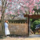 토담마을회관 | 충남 3대 수선화 명소 - 예산추사고택/서산유기방가옥/홍성거북이마을