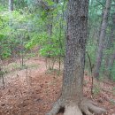 최씨 제실옆 이미지