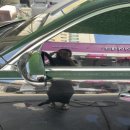 스파이더세차장광택 이미지