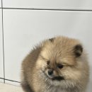 땡스댕이