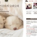 잘살개(J·DOG) 이미지