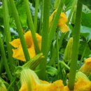 뮤즈 펜션 이미지