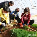 서산옛날생강한과 이미지