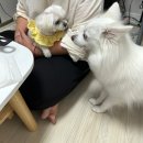 레오당구장 | 좋은 밤 좋은 꿈