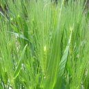 오늘 2월 28일의 꽃말은 -- 보리( Straw ) -- 입니다 이미지