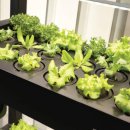 단수농장 | 가정용 스마트팜 수경팜 3단 수경재배기 실내에서 즐기는 신선한 채소 재배 후기
