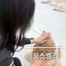 뭉스벨리 | 서울 리트리버 카페 대형견 카페 추천 뭉스벨리