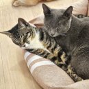 냥 | 수원 고양이 카페 냥보고심쿵 후기｜유기묘 출신이어도 사랑둥이들🤍