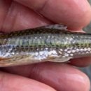 어류도감 이미지