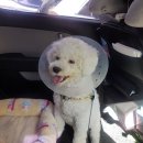 뭉치펫택시 이미지