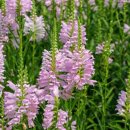 돌틈이 | 작은 정원에서 키울 만한 번식력 강한 꽃 10가지 | 관리 팁과 실전 후기