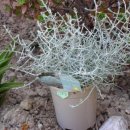부쉬(bush) 이미지