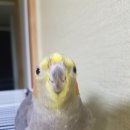 꼬꼬나라 네이버블로그