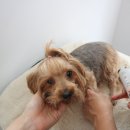 댕댕스파 이미지