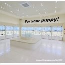 퍼피힐 강아지분양 | 아기 강아지와 함께하는 특별한 시간, 구월동 강아지분양 홍스퍼피 방문 후기