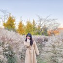 결성농요농사박물관 | 홍성 결성읍성 결성초등학교 은행나무 명소 현재 단풍