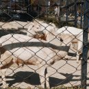 전주동물원 이미지