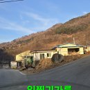 대충했는데 맛 좋아요 상황버섯 수확산행.217 이미지