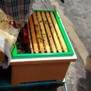 청산양봉원 이미지