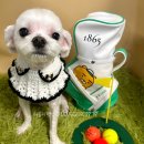 러블리펫샵 이미지