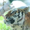 호랑이