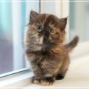 꼬마애견샵 | 서울고양이입양 미유펫 애견샵 확인해보세요