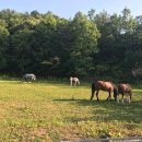 건영승마장 이미지