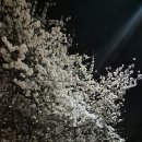 GS25 의정휴먼시아점 | 원주벚꽃명소/원주 평원중학교♥/원주 시내에서 즐기는 벚꽃 파티*,*!
