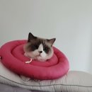 세종코코약국 이미지