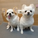 가위랑뽀글이