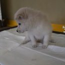 꽃님이 이미지