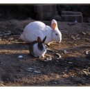 토끼나라 이미지