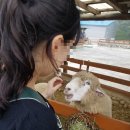 윤조목장 이미지