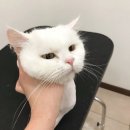 묘발소 이미지