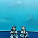 돌고래약품 이미지