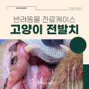 오래봄동물병원 | 마포동물병원 오래봄동물병원, 고양이 전발치 케이스[오래봄동물병원]